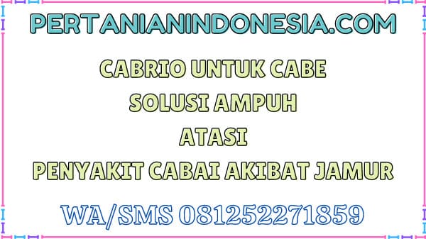 Cabrio Untuk Cabe Solusi Ampuh Atasi Penyakit Cabai Akibat Jamur